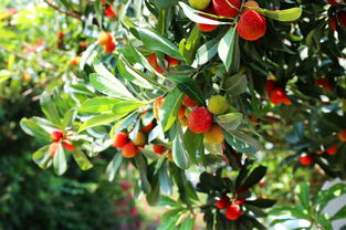 杨梅核变杨梅树， 3年实现家庭种植省下3000元