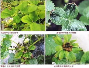 金钱草施肥过量如何有效处理肥害，避免植株受损