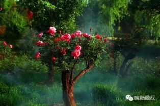 插花比赛， 巧夺天工