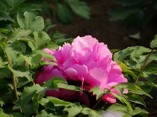 月季花的独特审美观点