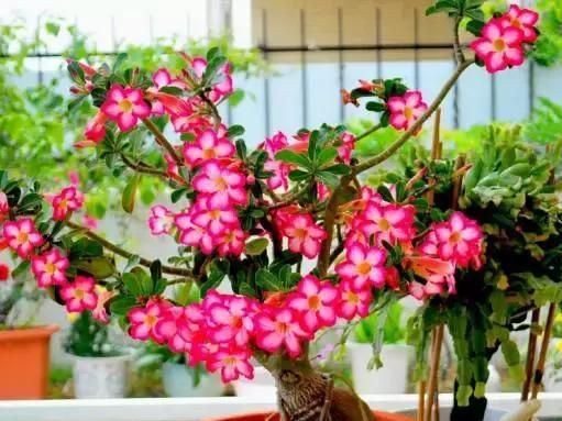 土壤大揭秘:土质混合大比拼