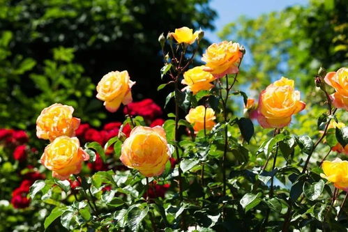 月季夏季避暑：盆栽月季如何避暑呢？