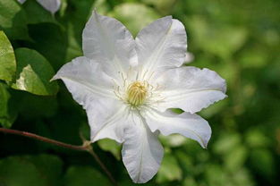 薄荷的对比试验