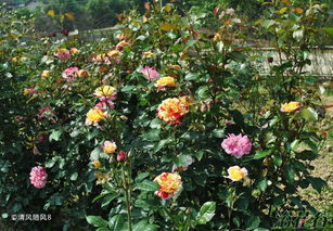 月季界的魔术师：全美魔术月季的种植技巧揭秘