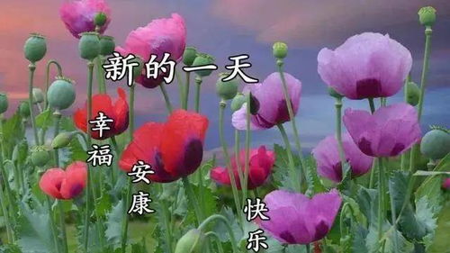 虞美人：花期长久的美丽使者