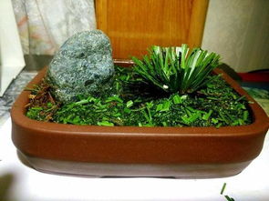 如何种植向日葵