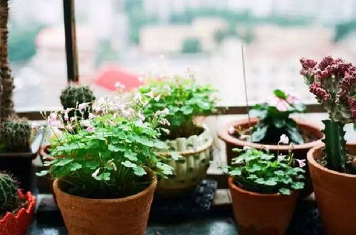 冬天植物如何保温？室内温度如何调节