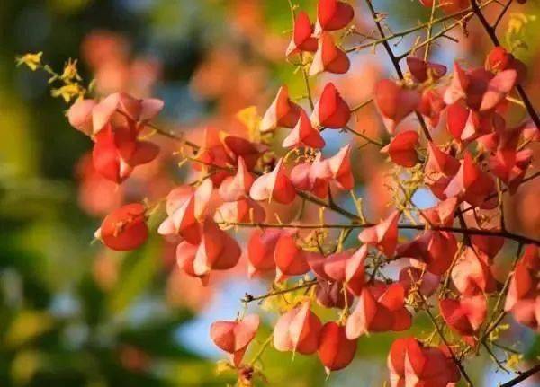 栾树的种子：生命的种子