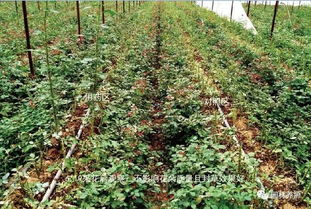 月季净除草剂配方配置时的注意事项