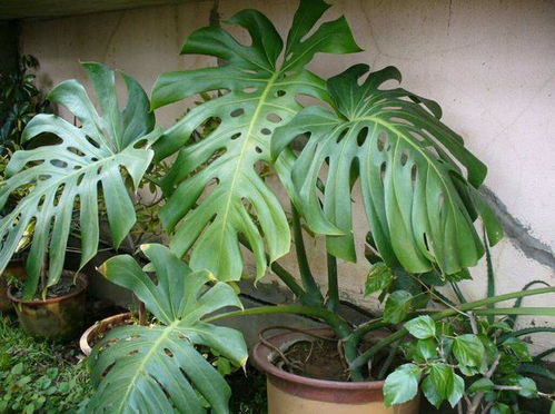 新手种花， 先从这些植物入手