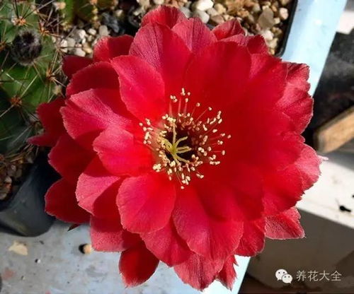 沙洲的温柔暮色