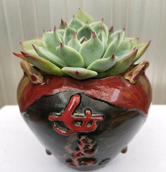 玻璃容器养殖：保持湿度与温度