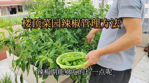 种植什么菜既营养又方便管理？