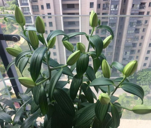 想种食用百合？这篇超简单种植方法