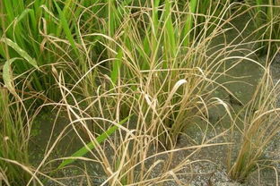 草甘膦混用比例是多少？