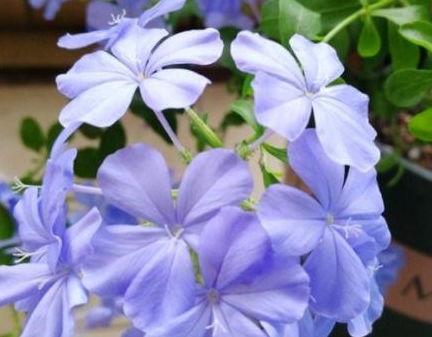 铃铛铁线莲：耐晒的紫色花铃