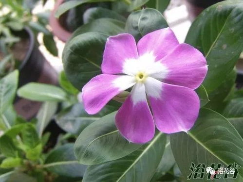 长春花扦插成功的关键技巧有哪些？如何提高长春花扦插的成活率