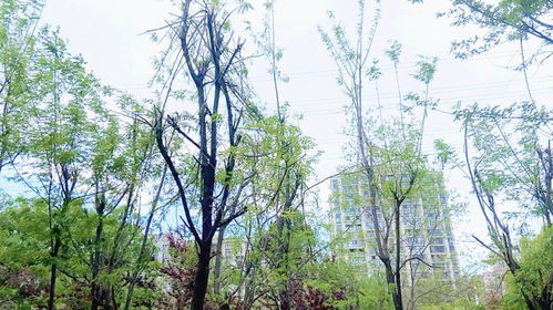 种在宅基地的风水树，这5种树越种越有福