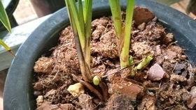 防草荒，有绝招