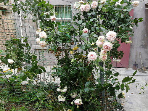 浇水，是不是我浇错了呢？