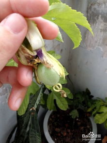 百香果授粉技巧全揭秘：掌握正确方法，让花开更繁盛！