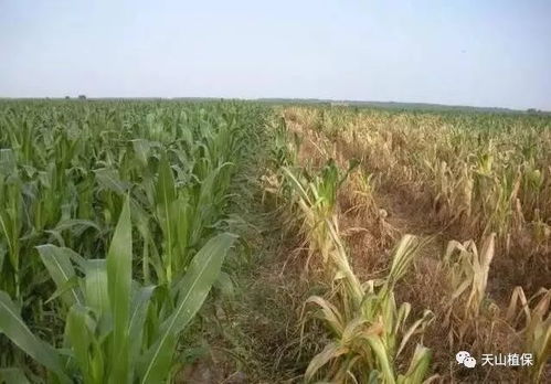 乙草胺的威力与副作用