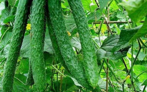 风油精，黄瓜的救星？