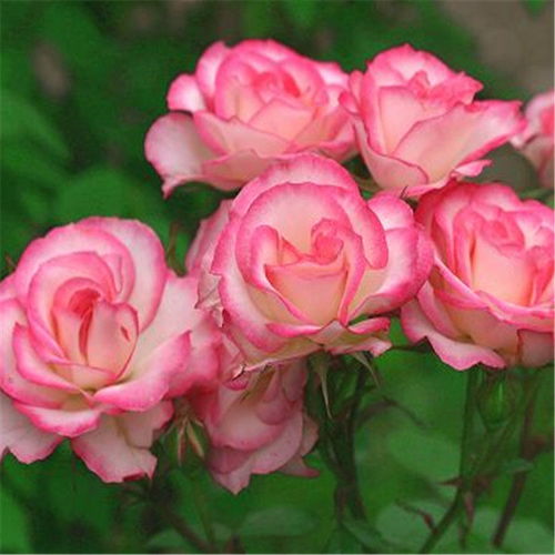 藤彩虹月季花的美丽