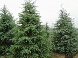 雪松价格揭秘：5米雪松与50公分雪松苗的价格大揭秘