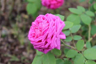 月季缺钾的症状，你认得吗？