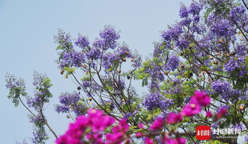 蓝楹花在上海如何存活？气候适应成关键