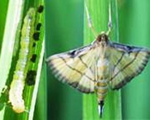 水稻二化螟防治时间揭秘