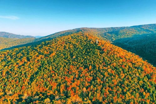站在广州从化的山林里 老林场主陈伯抚摸着树干上的青苔：