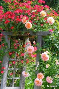 不冬剪会怎样？