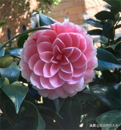 茶花新入手，如何养护才能绽放光彩