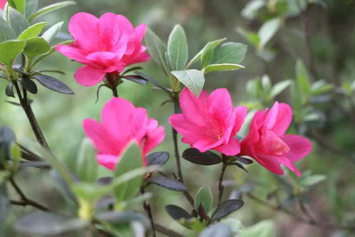 毛鹃如何进行种植和管理，包括土壤选择、浇水施肥、病虫害防治等方面的具体方法