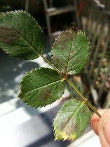 月季花上长出的绿色虫子是什么品种
