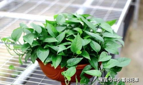 绿萝花，那个在绿意中悄悄绽放的美丽