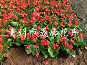 青州花卉市场：江北的花海， 你的花源