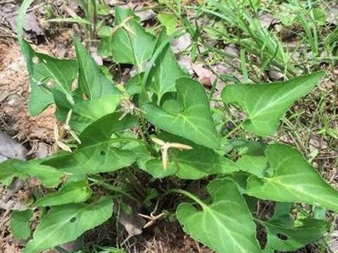 使用方法， 简单易行