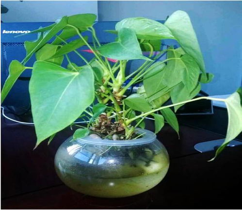 水培植物如何通过释放特定气味或调整摆放位置来有效驱赶蚊子