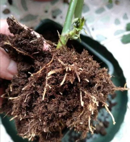 泡一泡，根儿不烂了？