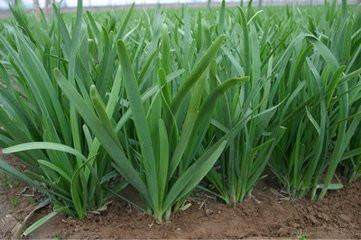 韭菜黄条防治难题解析