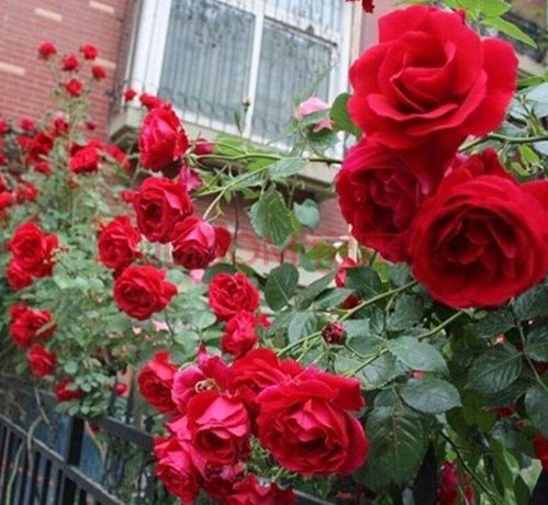 月季花生虫子怎么控制？有效方法有哪些