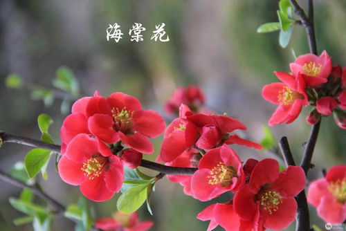 海棠花在家怎么养护才能使其开花多且花朵鲜艳