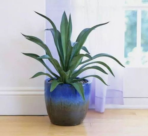 家庭种植省钱秘籍：茎叶繁殖大揭秘