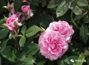 种植在半阴角落，可行吗？