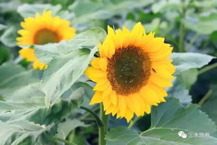 矢车菊，秋播Zui赚！