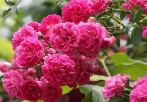 黄蔷薇夏日养护指南：夏季如何操作才Neng让黄蔷薇持续爆花呢？