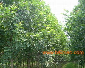 选择优质种苗：关键的一步！